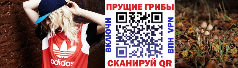 Галлюциногенные грибы Psilocybe  Богданович 